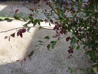 beni02.jpg