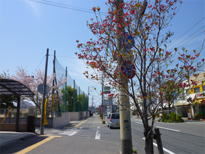 街路樹 ハナミズキ 日々是吉日 和歌山のエクステリア 植木屋さんの山樹