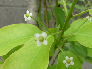 soyo01.jpg