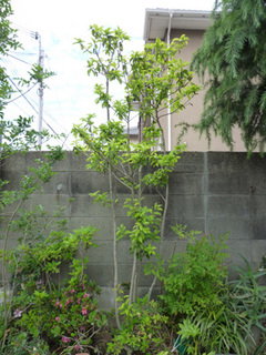 soyo02.jpg